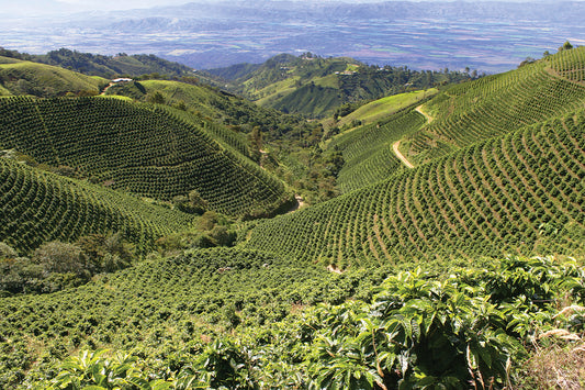 Peru: History of Coffee